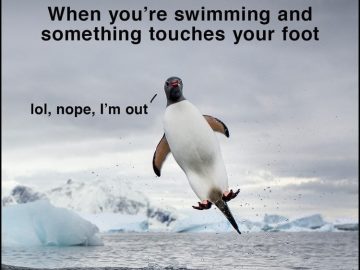 Penguin jumping out of the water with a surprised expression.