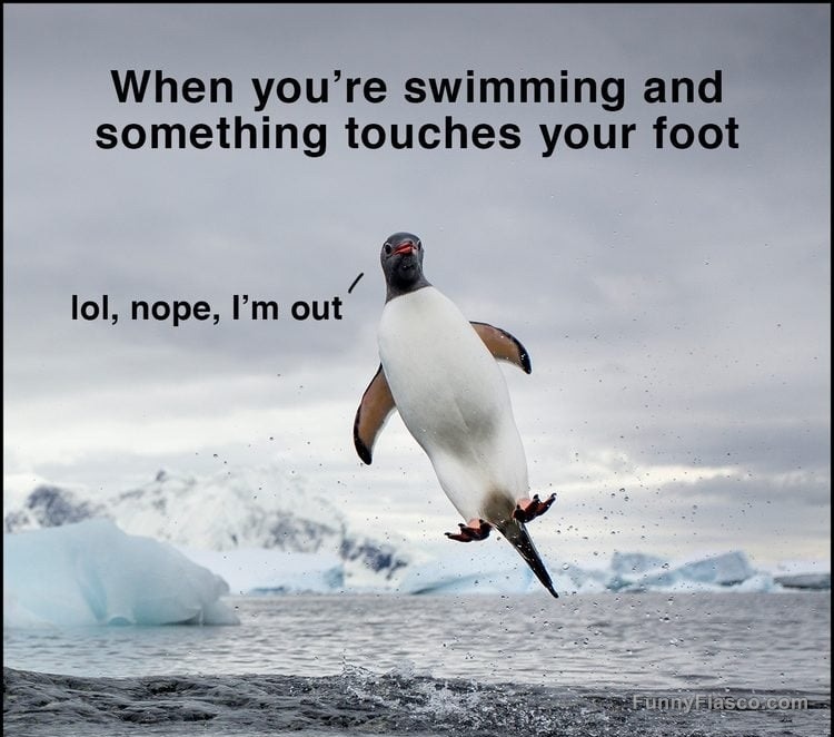Penguin jumping out of the water with a surprised expression.