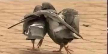 Two birds walking together expressing frustration and camaraderie.