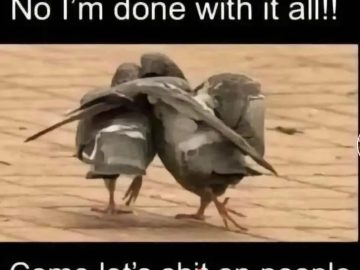 Two birds walking together expressing frustration and camaraderie.