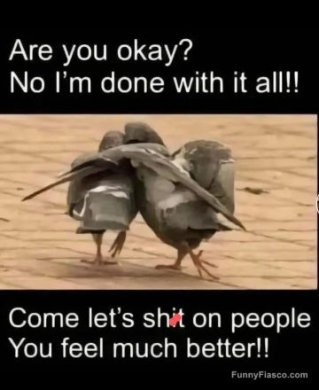 Two birds walking together expressing frustration and camaraderie.