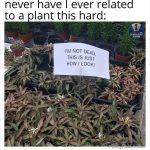 Humorous plant meme with sign saying I'm not dead, just how I look