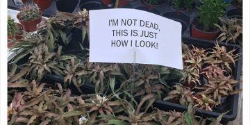 Humorous plant meme with sign saying I'm not dead, just how I look
