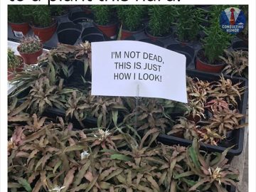 Humorous plant meme with sign saying I'm not dead, just how I look