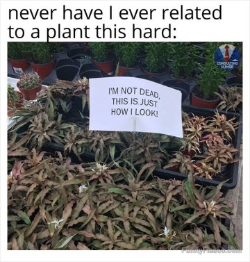 Humorous plant meme with sign saying I'm not dead, just how I look