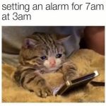 Cat setting an alarm at 3am looking tired and regretful.