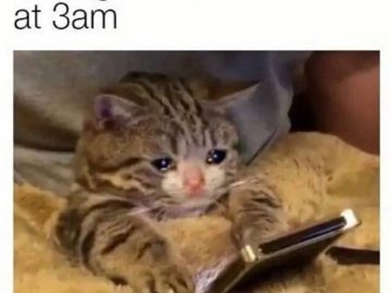 Cat setting an alarm at 3am looking tired and regretful.