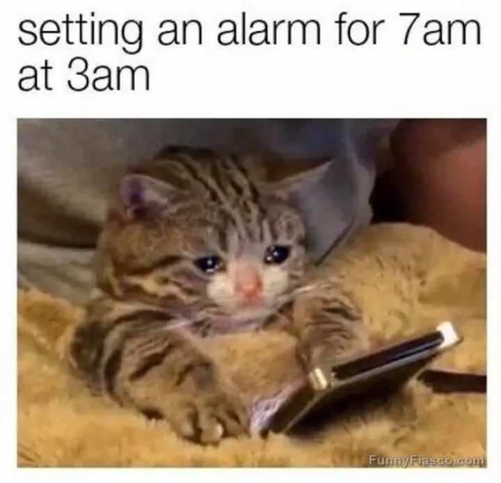 Cat setting an alarm at 3am looking tired and regretful.