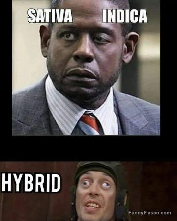 Comparing sativa, indica, and hybrid effects in a humorous meme