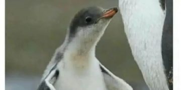 Proud penguin chick celebrates opening a jar effortlessly.