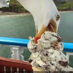 Seagull photobombs ice cream cone photo on the beach.