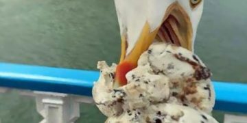 Seagull photobombs ice cream cone photo on the beach.