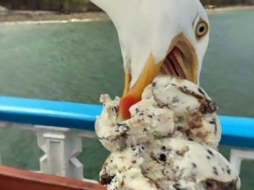 Seagull photobombs ice cream cone photo on the beach.
