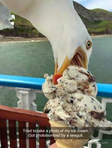 Seagull photobombs ice cream cone photo on the beach.