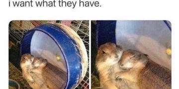 Two prairie dogs hugging in a cozy hamster wheel.