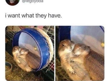 Two prairie dogs hugging in a cozy hamster wheel.