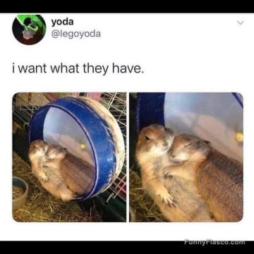 Two prairie dogs hugging in a cozy hamster wheel.